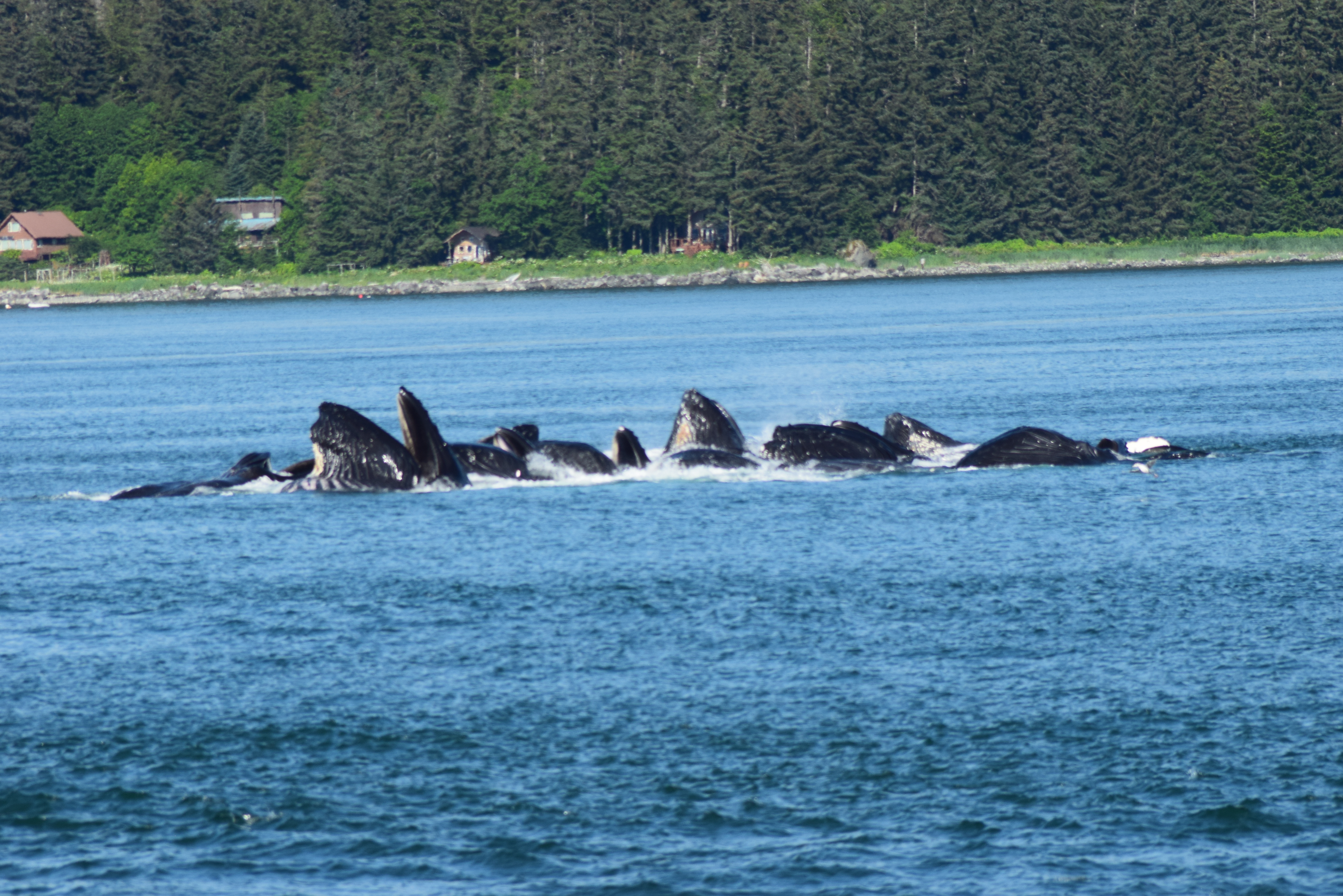 Humpback Whales Feeding