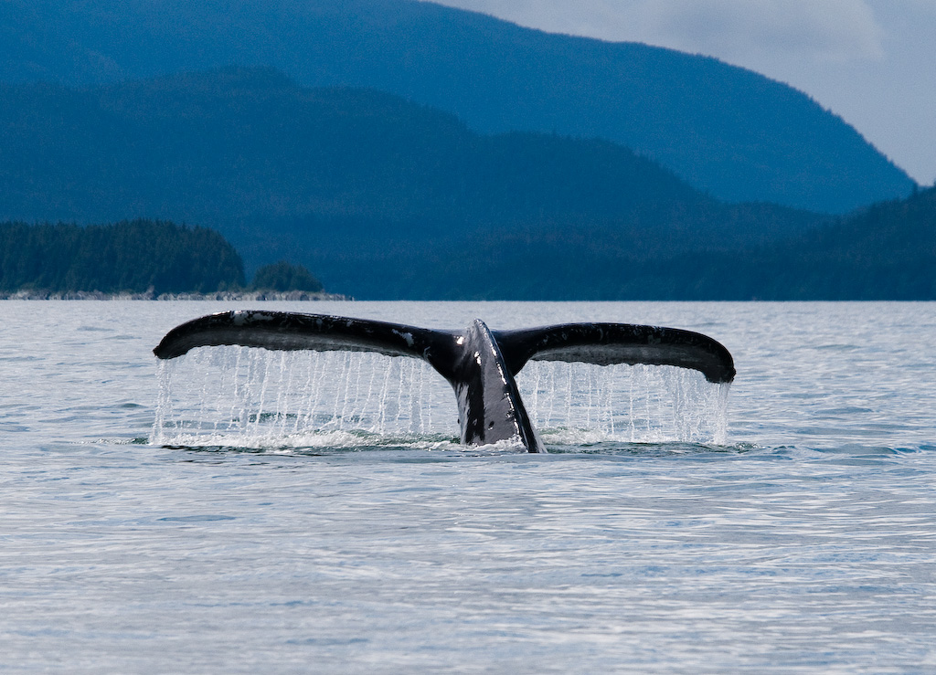 Humpback whale tail near Juneau, Alaska